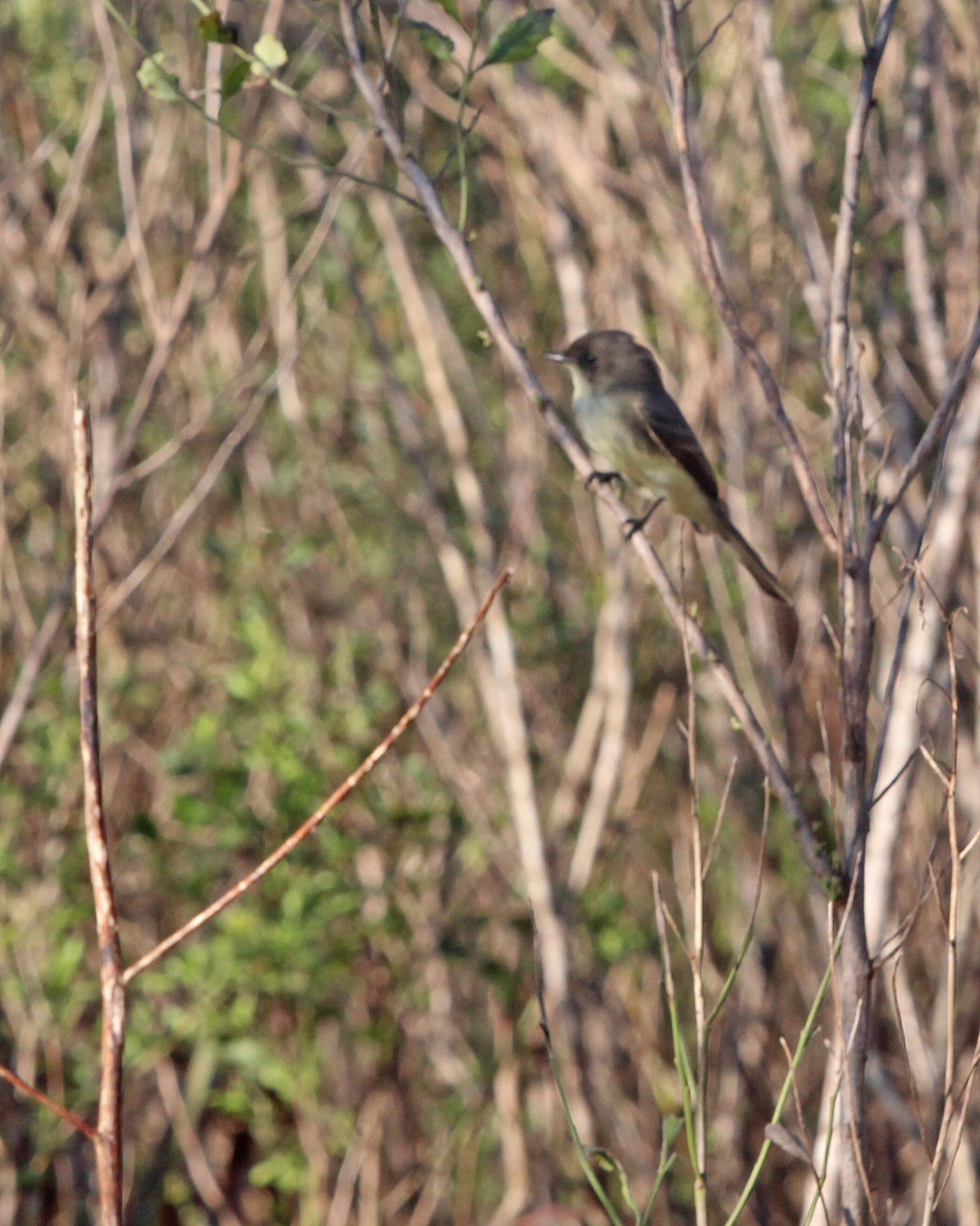 Image of Eastern Phoebe