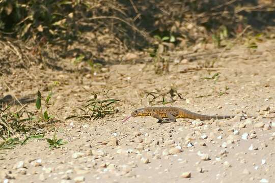 Image of Gold tegu