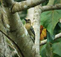 Image of Red-crowned Woodpecker