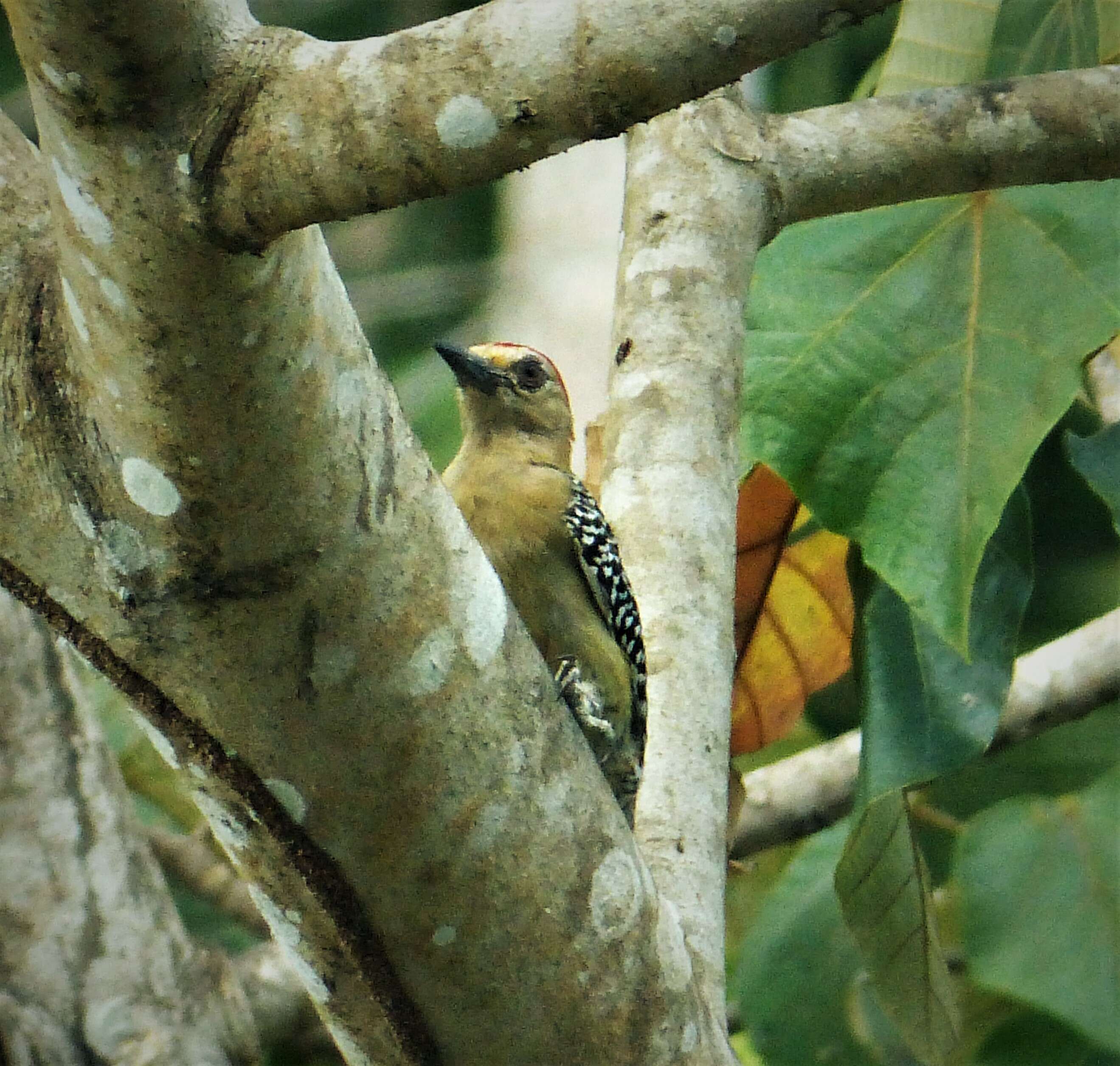 Image of Red-crowned Woodpecker