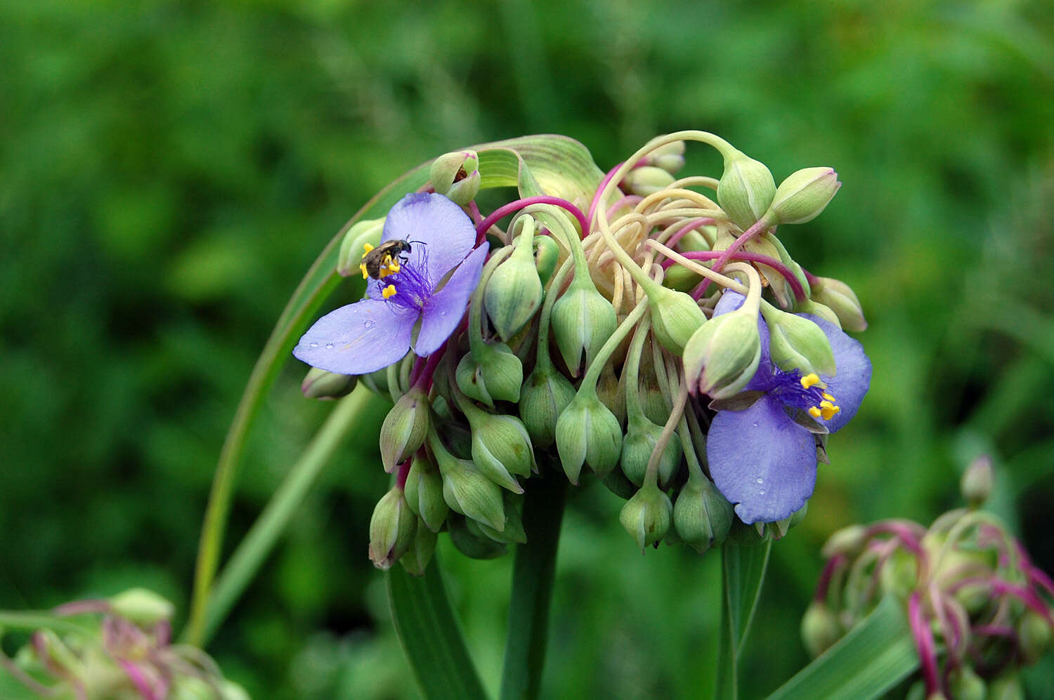 Слика од Tradescantia ohiensis Raf.