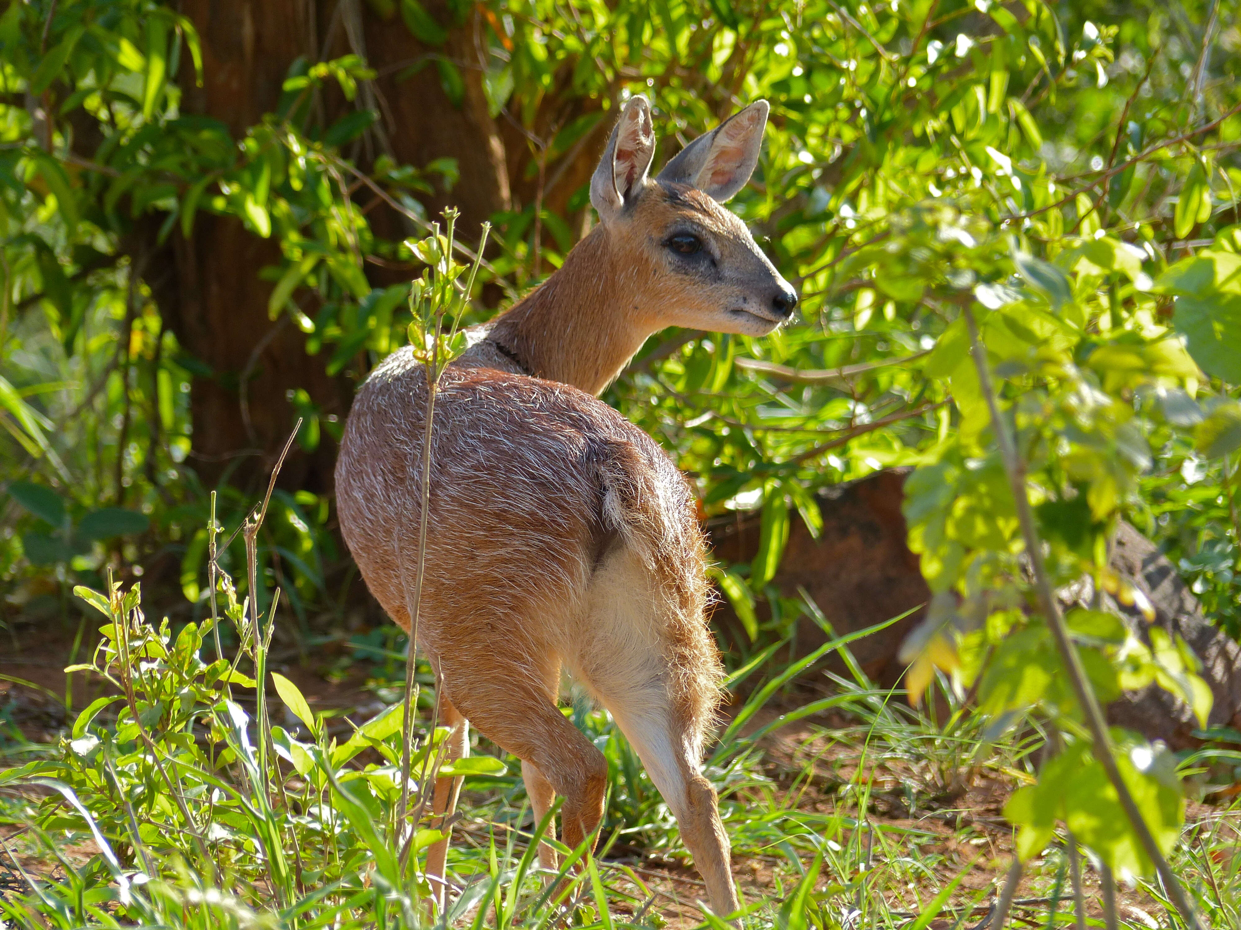 Image of Sharpe's Grysbok