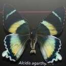 Image of Alcides agathyrsus