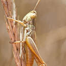 Image of sharp-tailed grasshopper