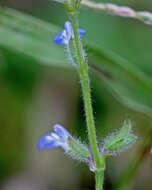 Image of Southern river sage