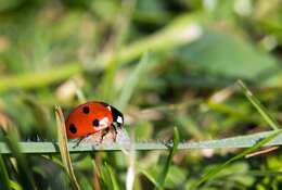 Image of lady beetles