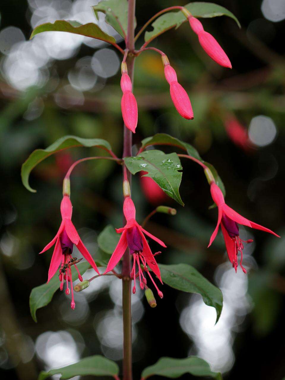 Image of Fuchsia regia (Vand. ex Vell.) Munz