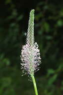 Image of Hoary Plantain