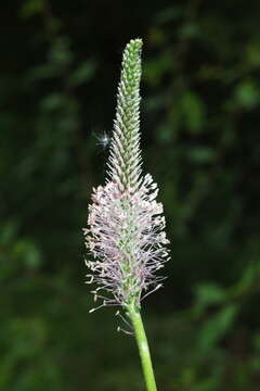 Image of Hoary Plantain