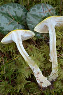 Image of Hygrophorus lucorum Kalchbr. 1874