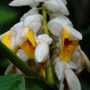 Imagem de Alpinia latilabris Ridl.