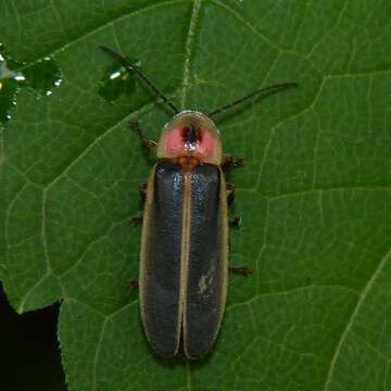 Image of common eastern firefly