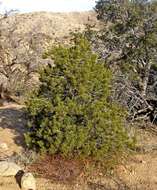 Image of singleleaf pinyon