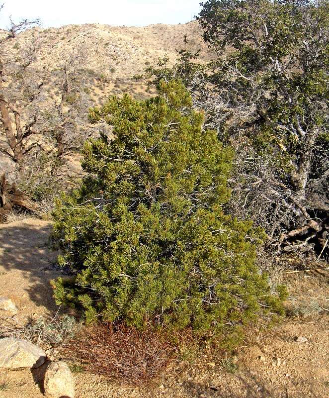 Image of singleleaf pinyon