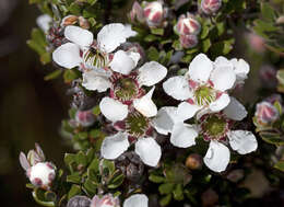 Sivun Leptospermum lanigerum (Ait.) Sm. kuva