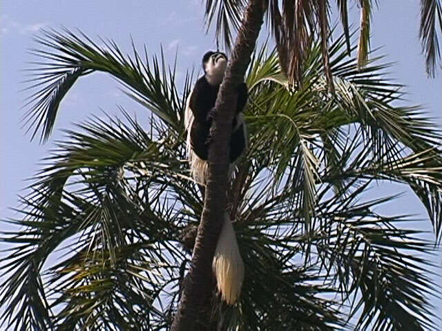 Image of Black-and-white Colobus Monkeys