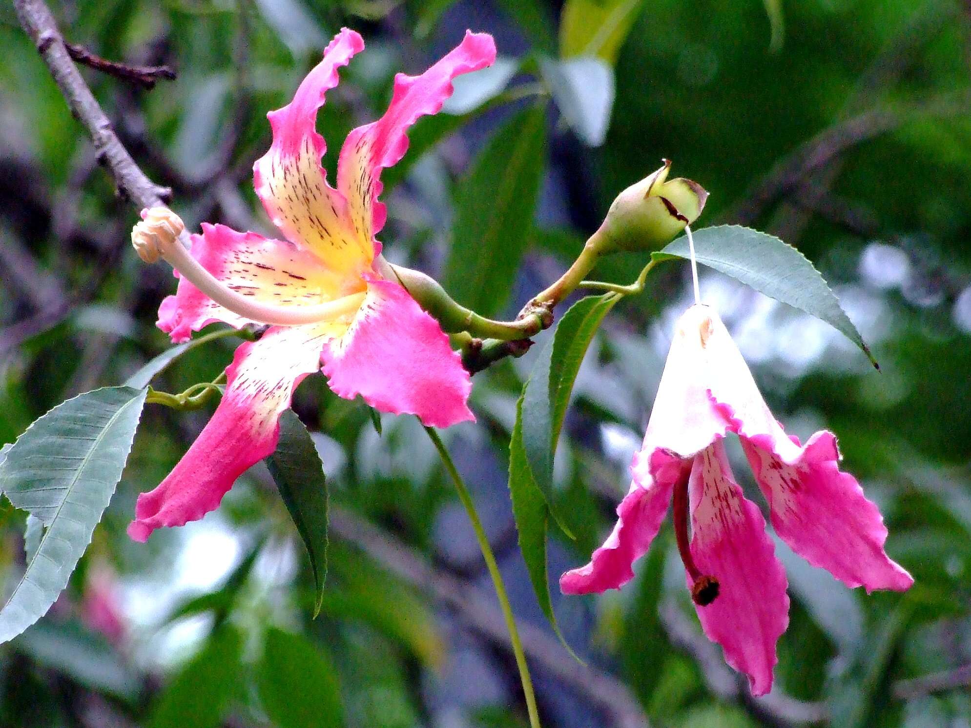 Chorisia speciosa resmi