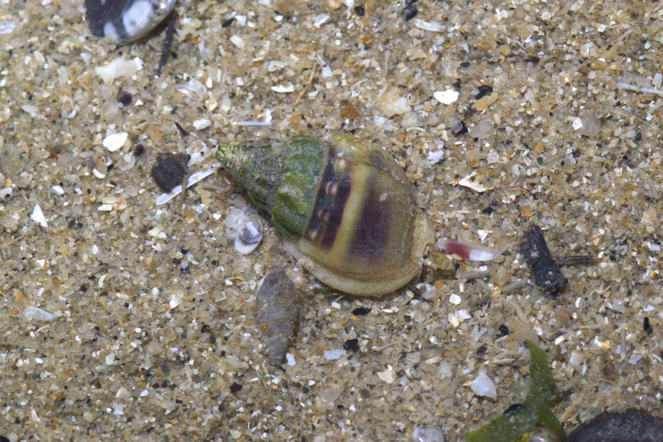 Image of nassa mud snails