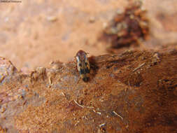 Image of false darkling beetles