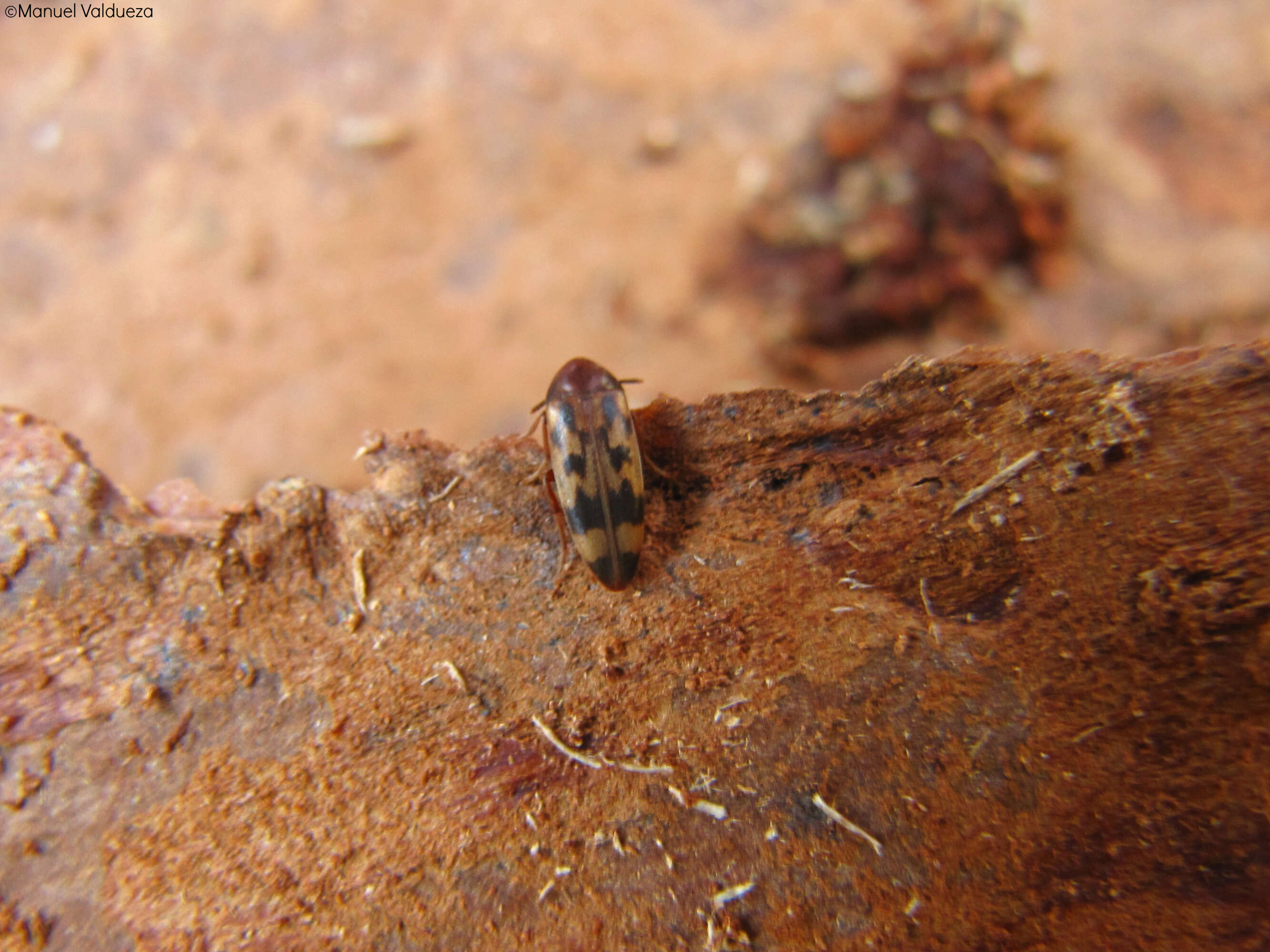 Image of false darkling beetles