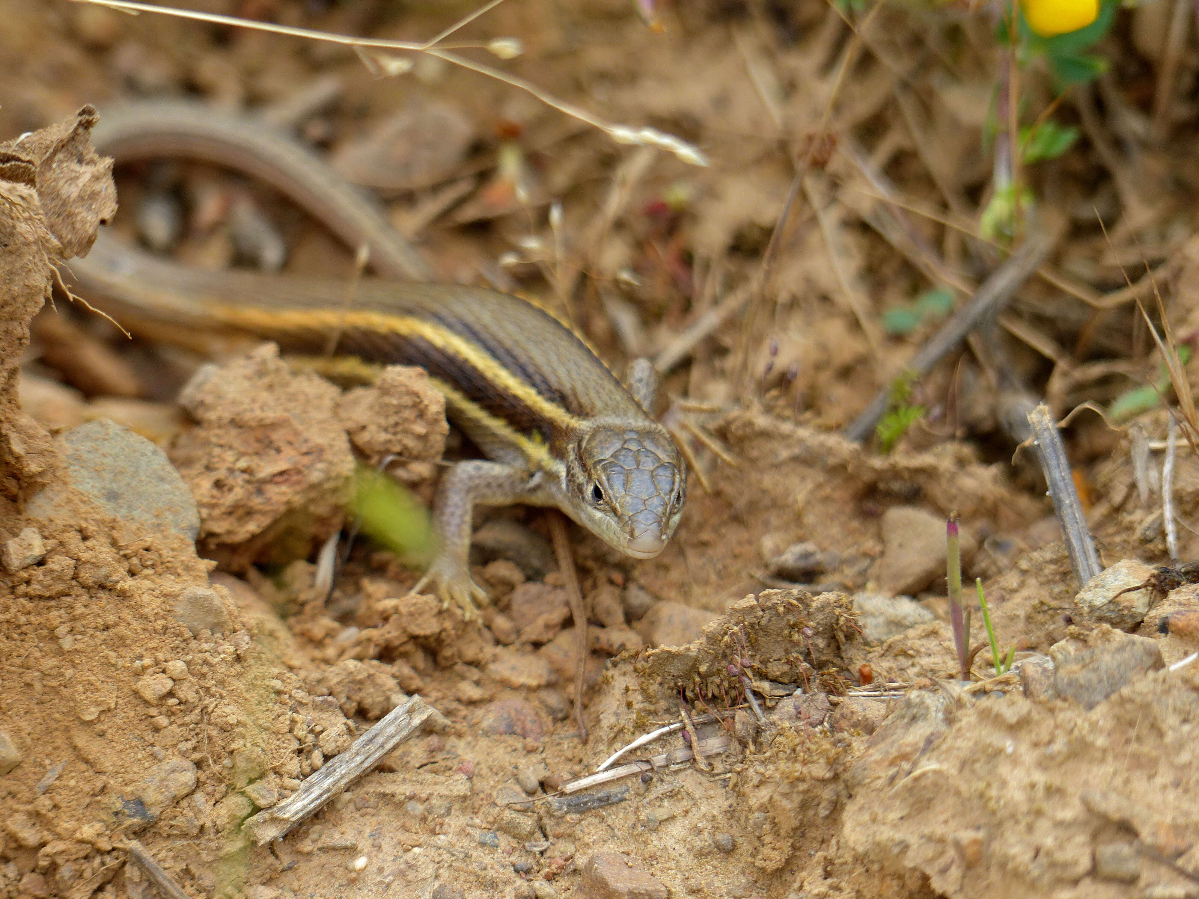 Psammodromus algirus (Linnaeus 1758) resmi