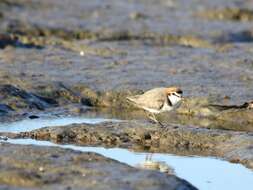 Image of Red-capped Dotterel