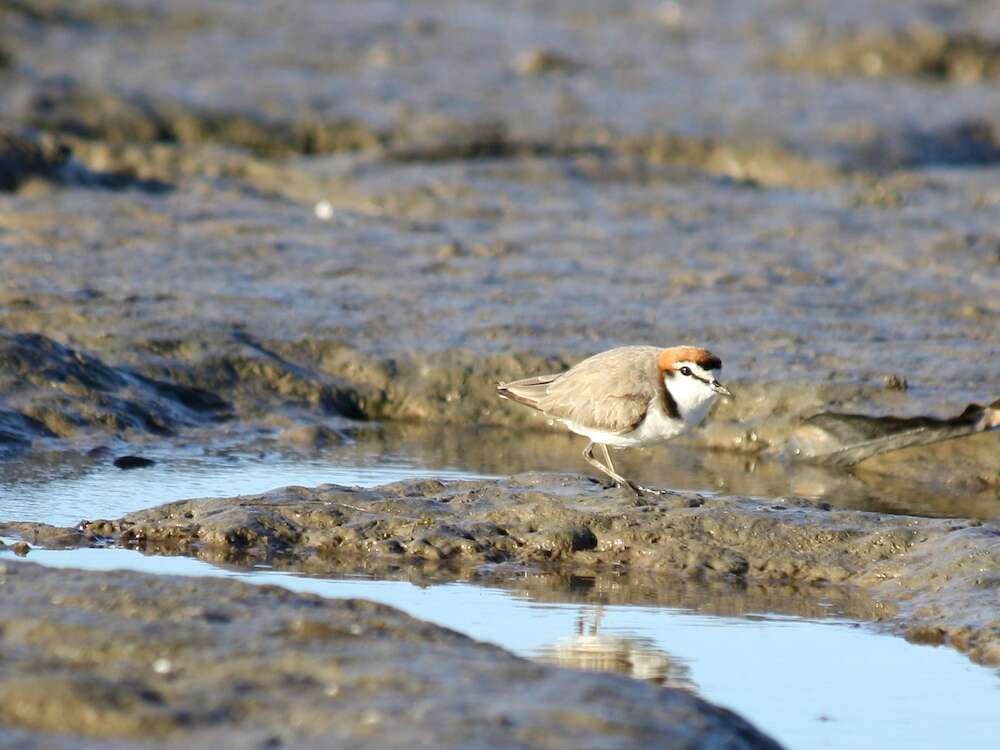 Image of Red-capped Dotterel