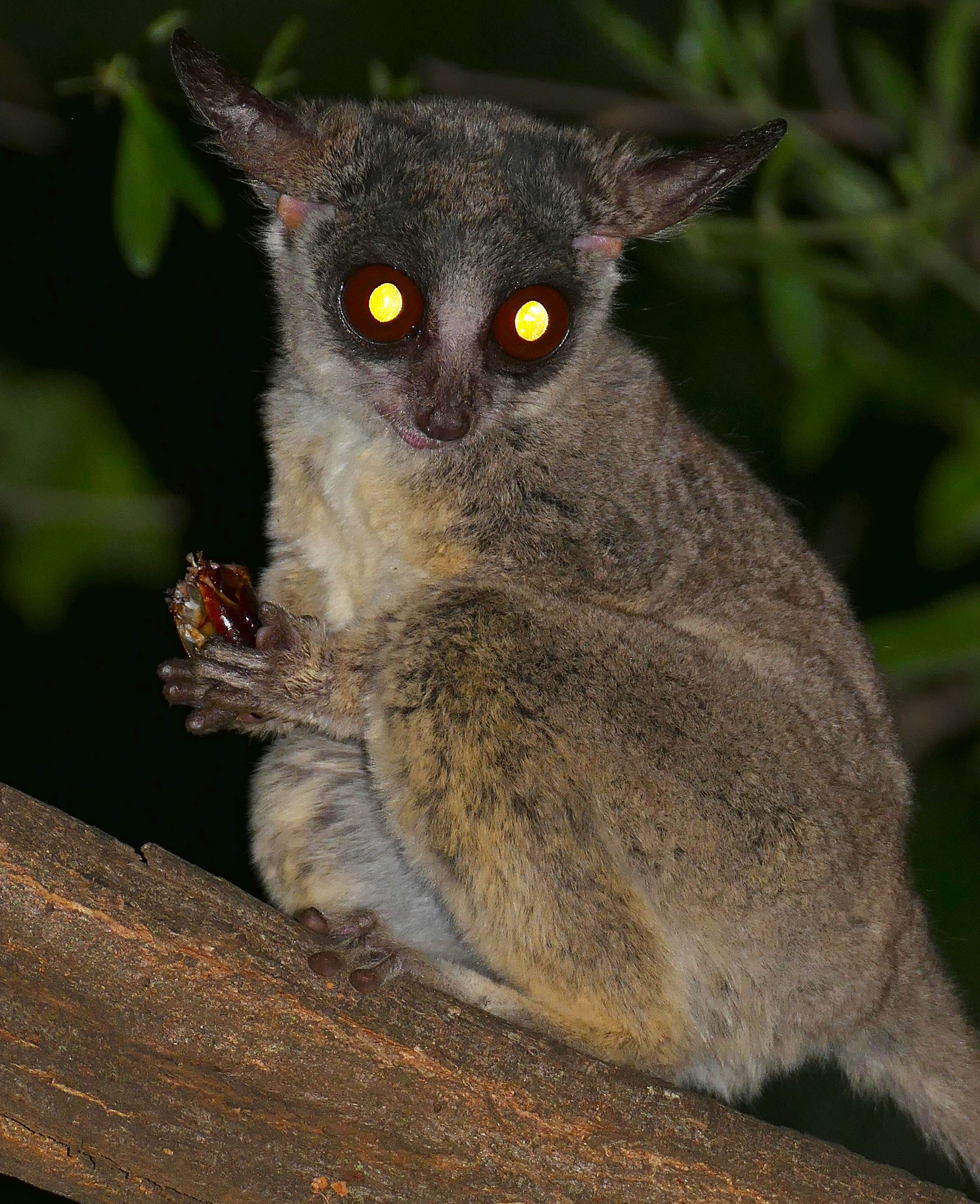 Image of Lesser Galagos