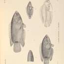 Image of Ctenopoma petherici Günther 1864