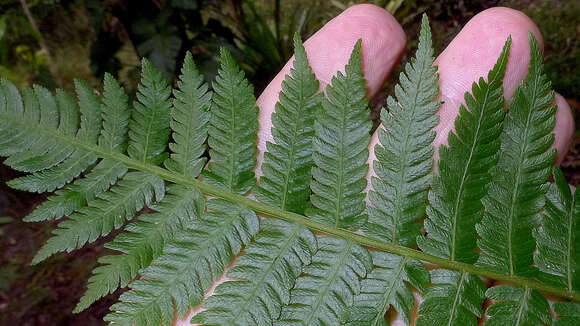 Image of Cyathea microdonta (Desv.) Domin