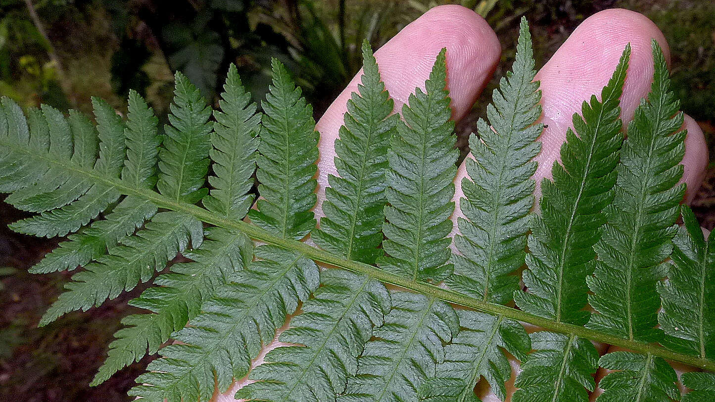 Cyathea microdonta (Desv.) Domin resmi