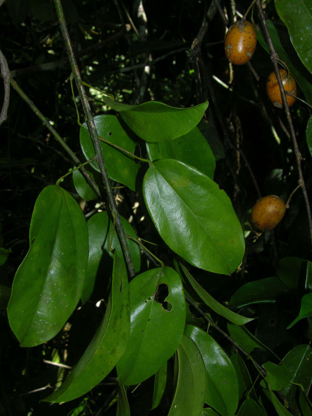 Image of Anomospermum reticulatum (C. Martius) Eichler