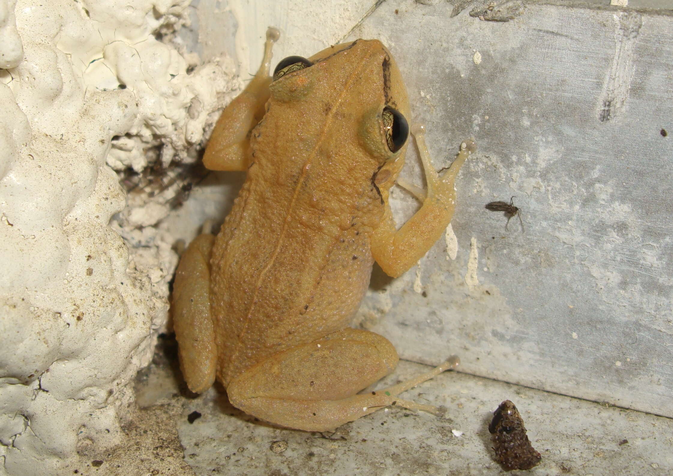 Image of Martinique Robber Frog