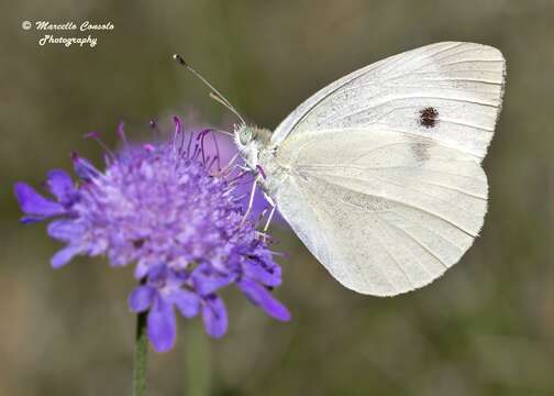 Image of Southern Small White