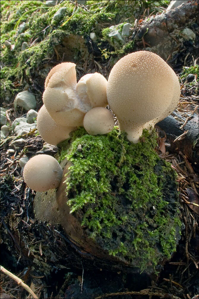 Imagem de Lycoperdon pyriforme Schaeff. 1774