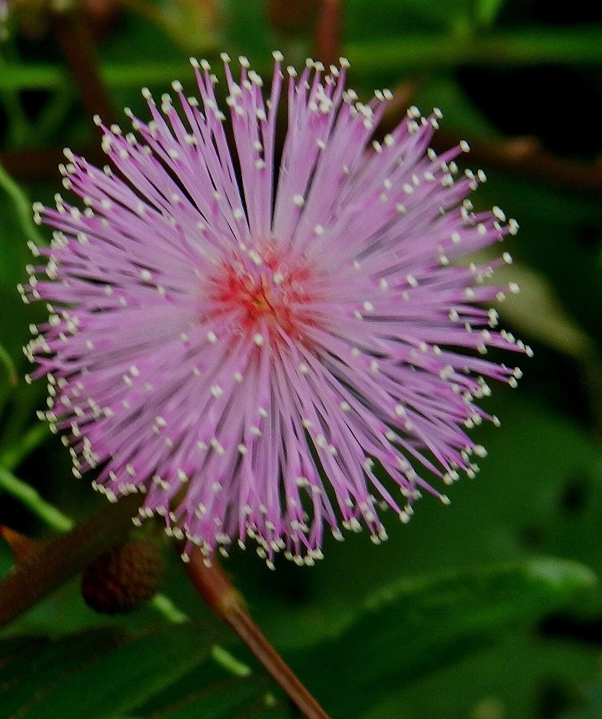 Image of sensitive plant