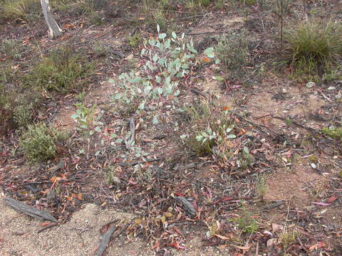 Imagem de Eucalyptus melliodora A. Cunn. ex Schauer