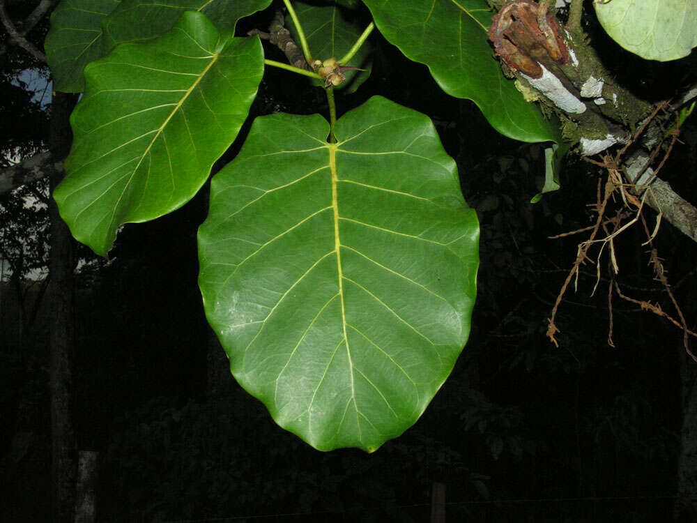 Imagem de Ficus nymphaeifolia Mill.