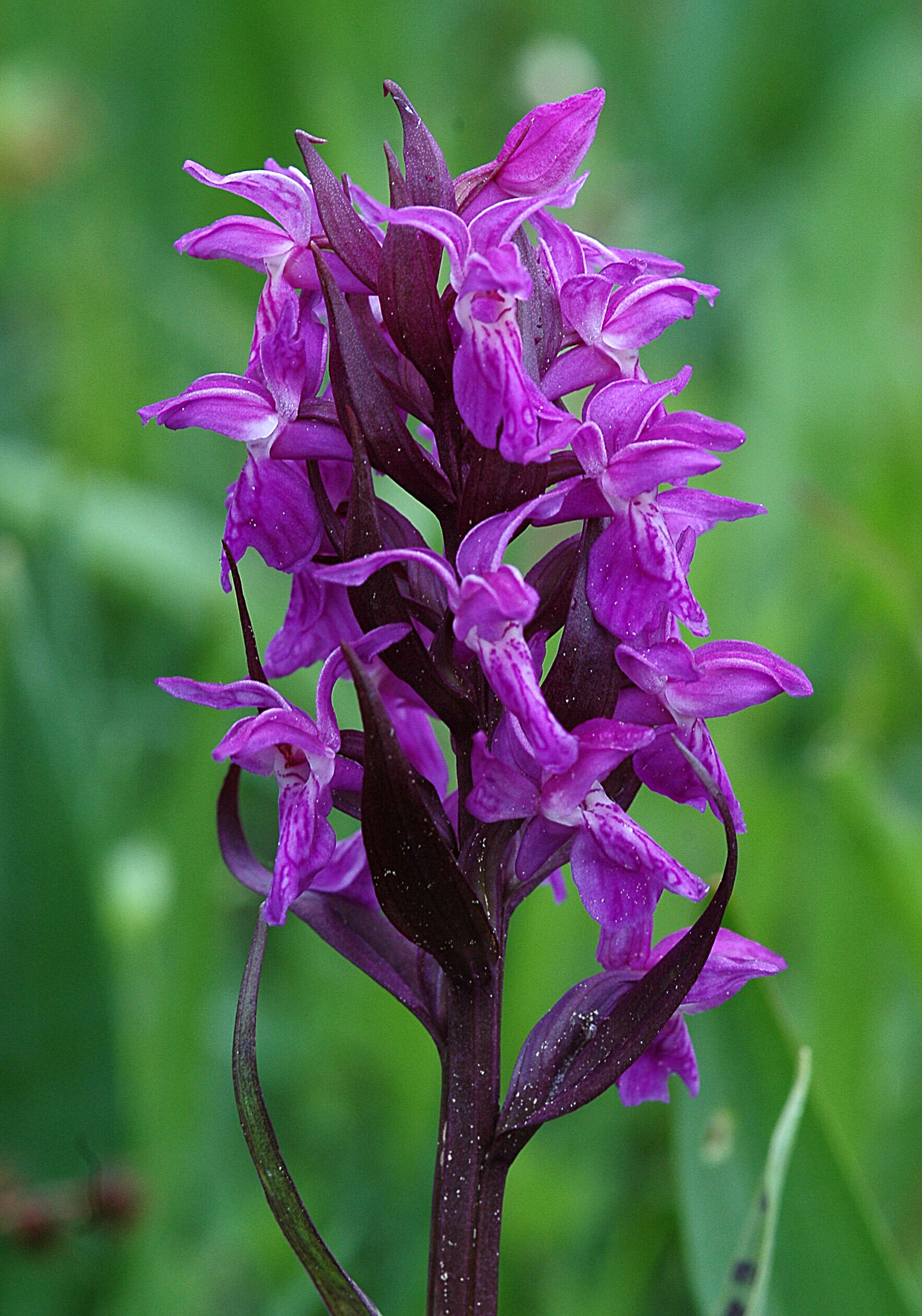 Image of Western Marsh-orchid