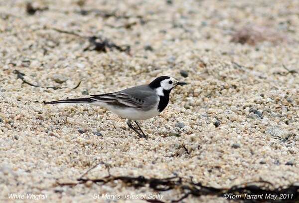 Image of Indian Pied Wagtail