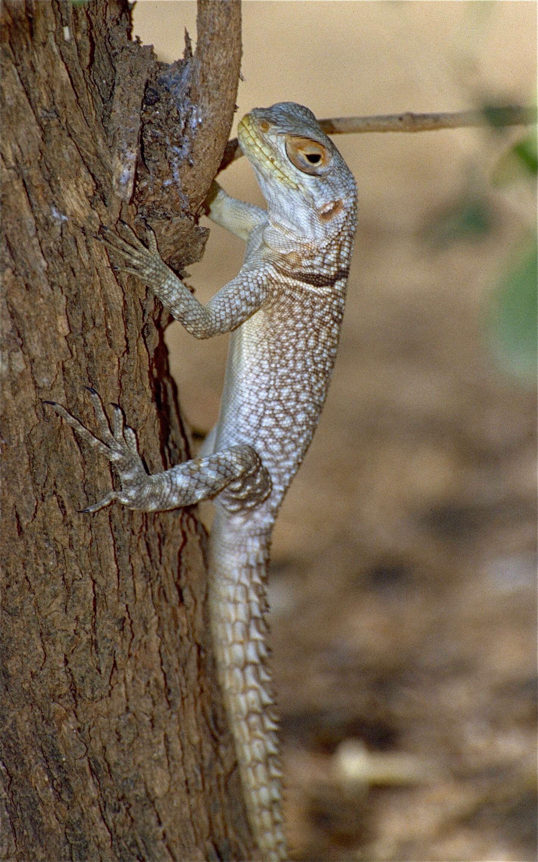 Image of Madagascan iguanas