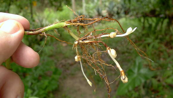 Image of dayflower