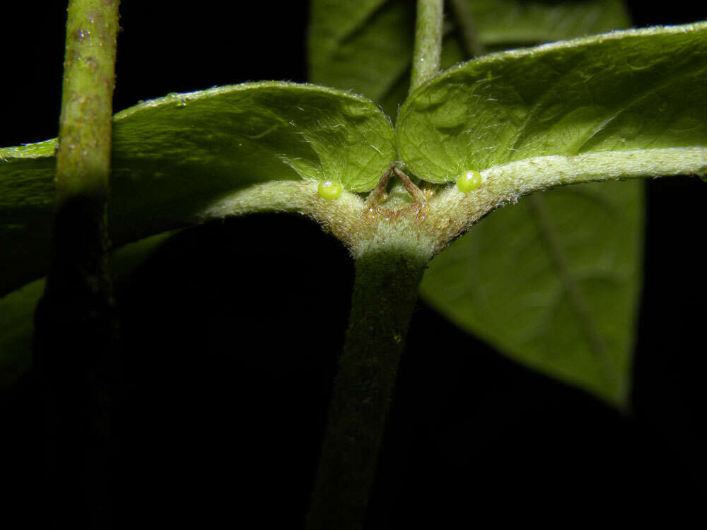 Image of Hiraea reclinata Jacq.