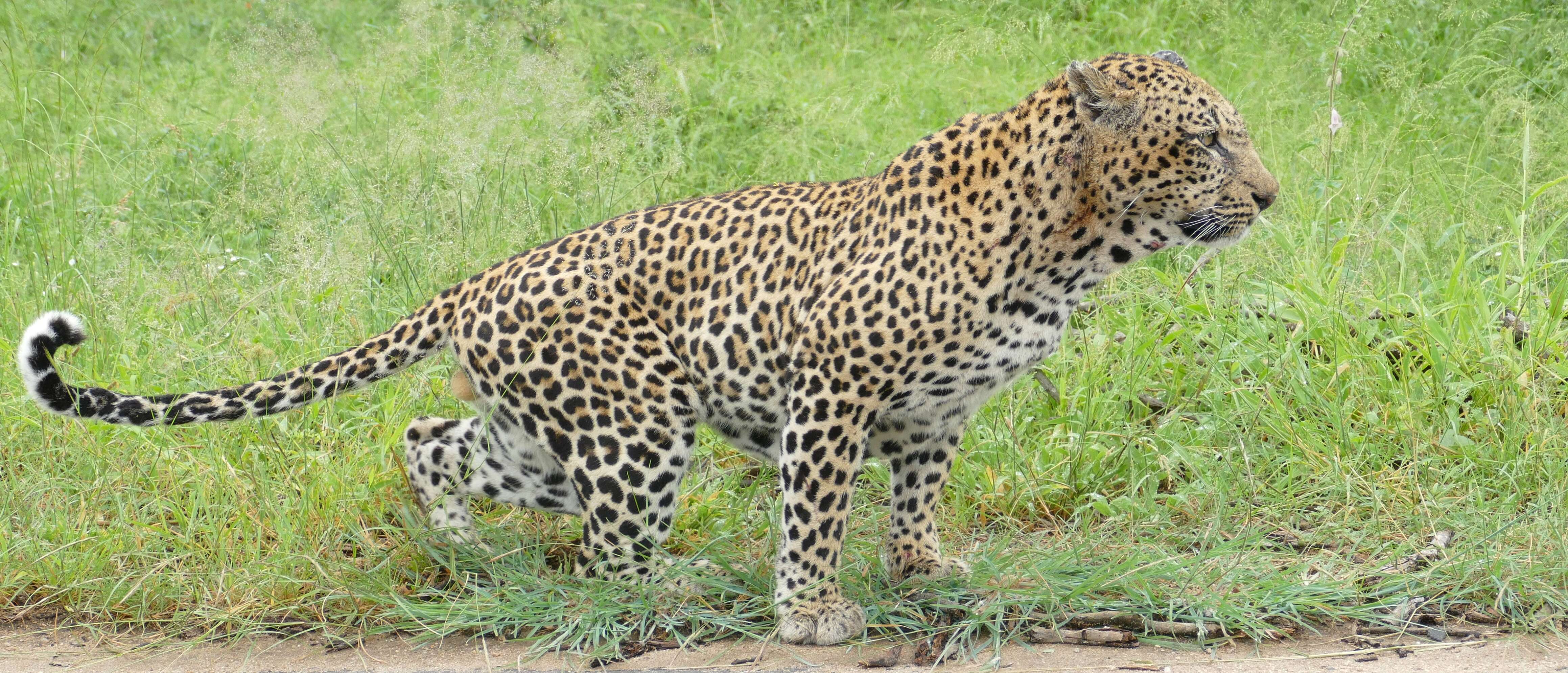 Image of Leopard