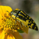 Image of Acmaeodera amplicollis Le Conte 1866