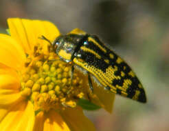 Image of Acmaeodera amplicollis Le Conte 1866