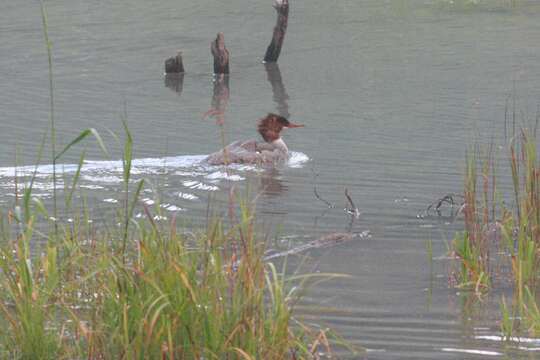 Image of Common Merganser