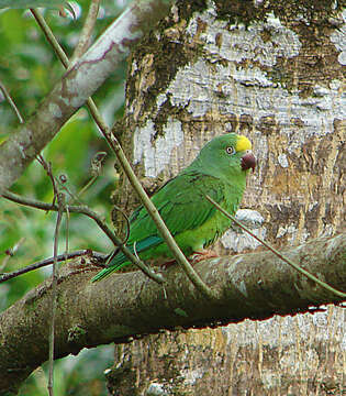 Image of Amazon parrots