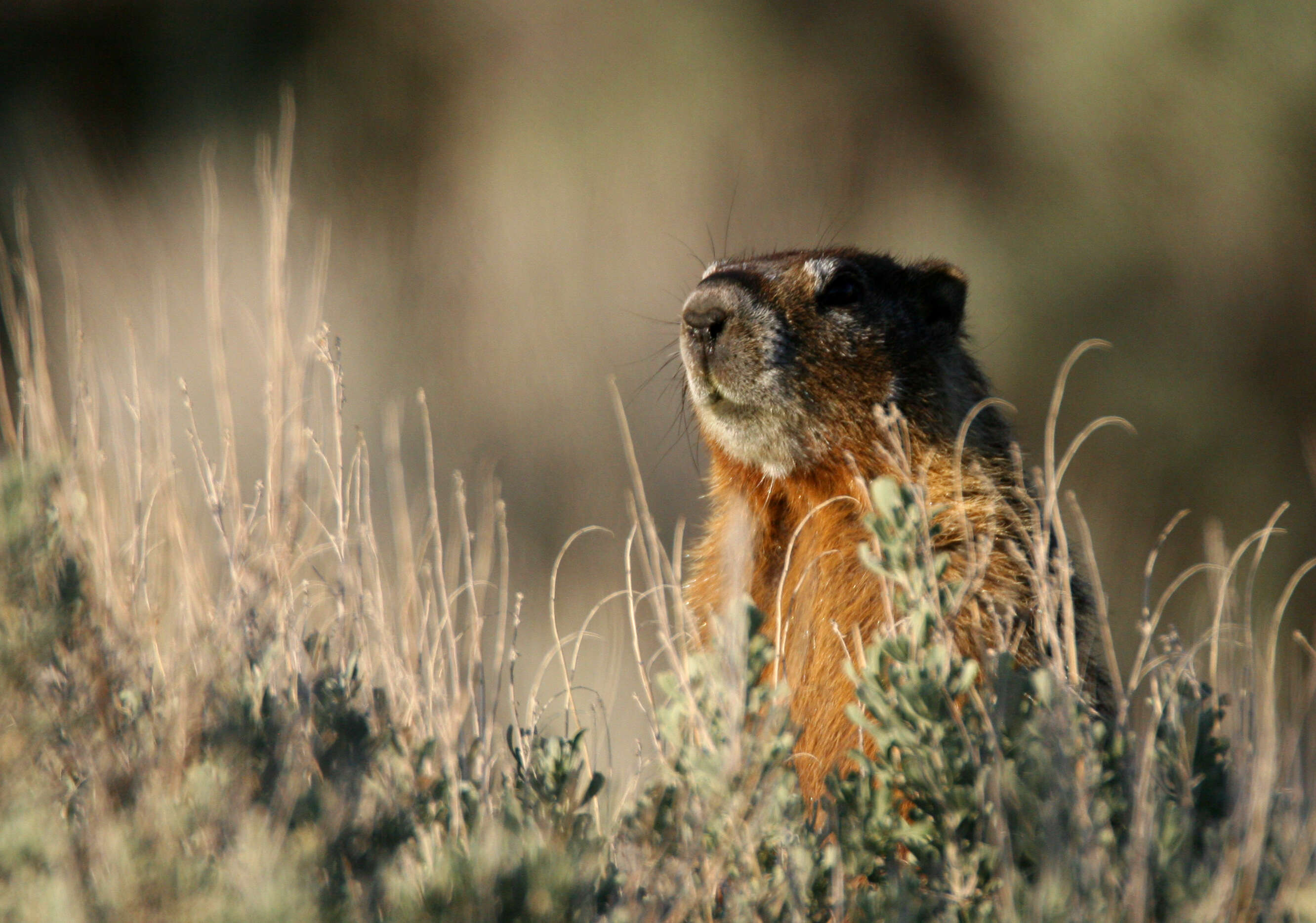 Image of Marmota subgen. Petromarmota Steppan et al. 1999