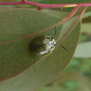 Image of Leaf beetle